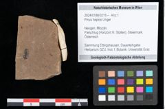Foto (Objekt + Etikett) von Pinus hepios Unger (NHMW-GEO-2024-0188-0215)